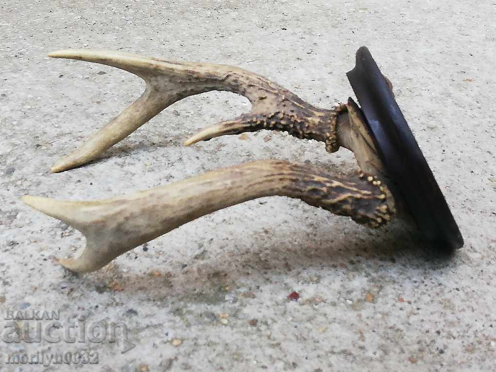 Hunting trophy skull with horns of a party with price 56.00 BGN | € 28.63