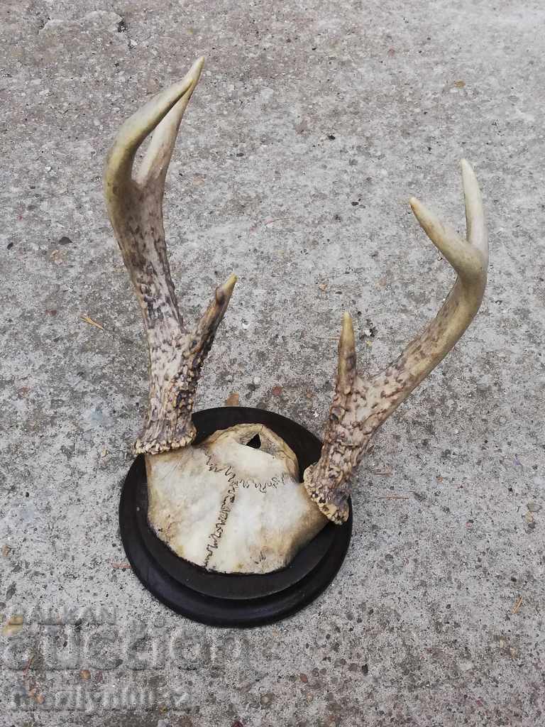 Hunting trophy skull with horns of a party - 5
