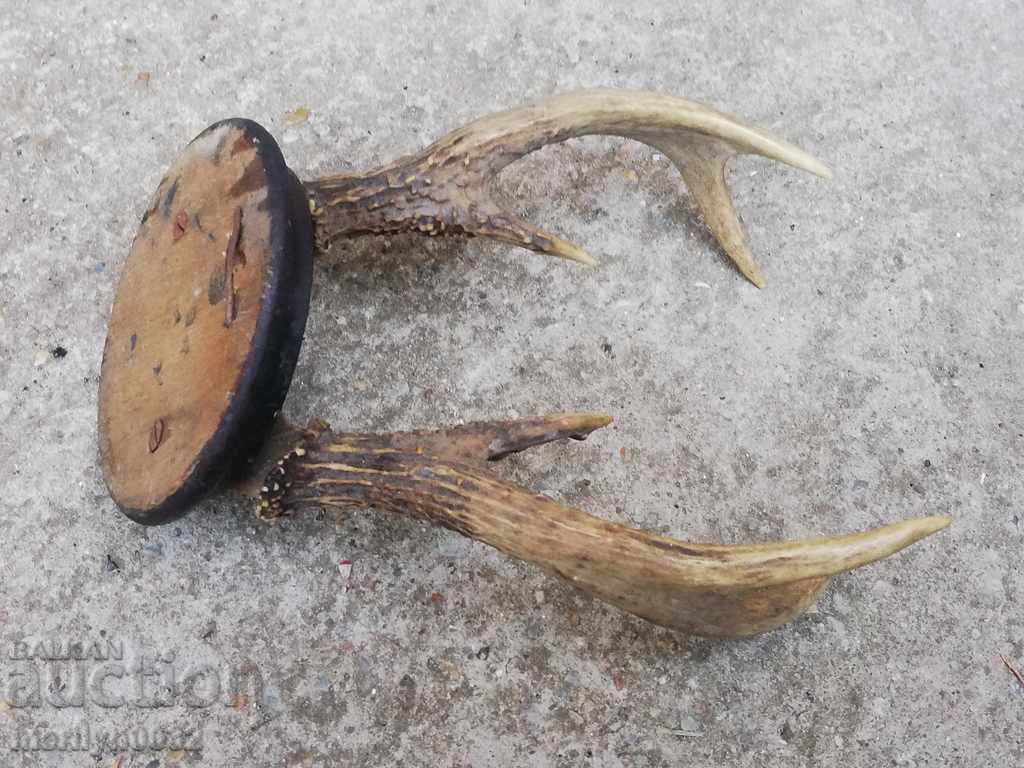 Hunting trophy skull with horns of a party - 6