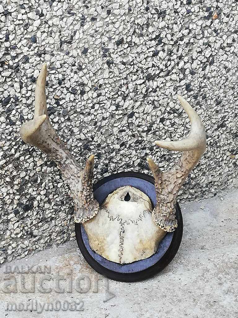 Hunting trophy skull with horns of a party - 7
