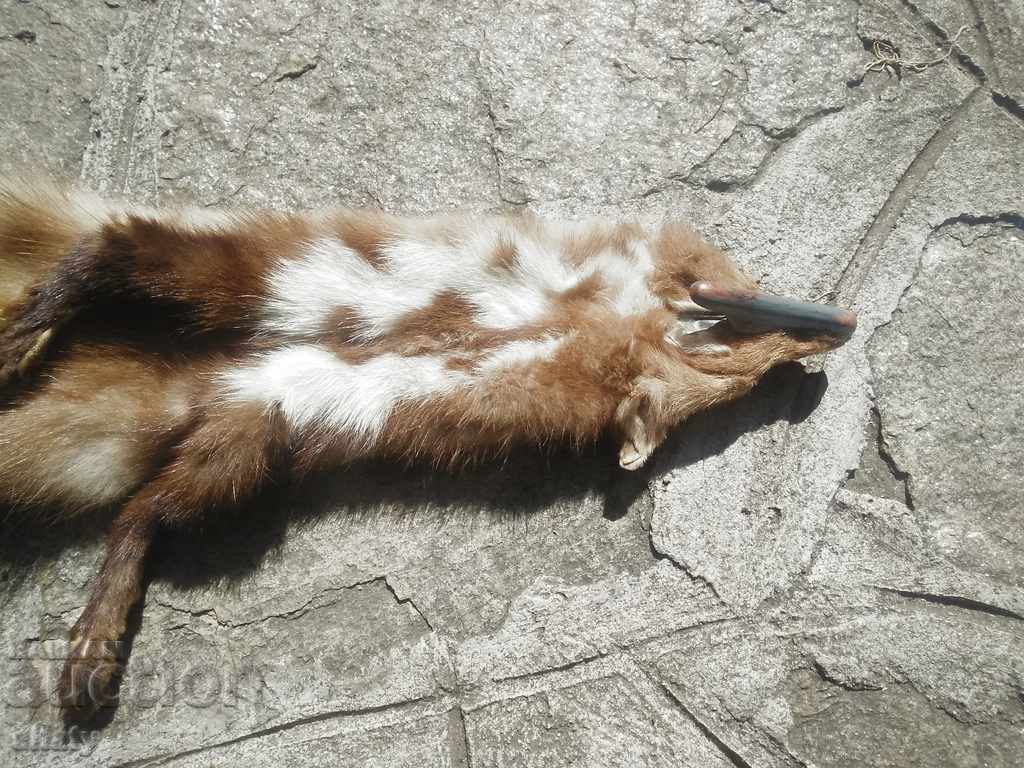 Squirrel skin. Trophy from a small predator - 7 Squirrel skin. Trophy from a small predator - 7