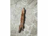 Δέρμα από σκίουρο. Τρόπαιο από μικρό θηρευτή