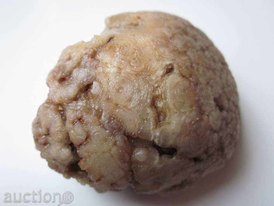 FOSIL-13 with price 10.00 BGN | € 5.11 FOSIL-13 with price 10.00 BGN | € 5.11