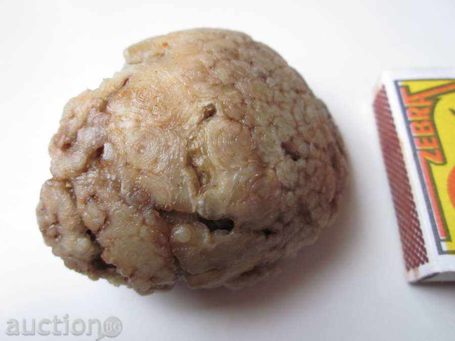 Auction FOSIL-13 Auction FOSIL-13