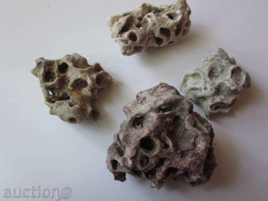 Аукцион Фосилчета! Аукцион Фосилчета!