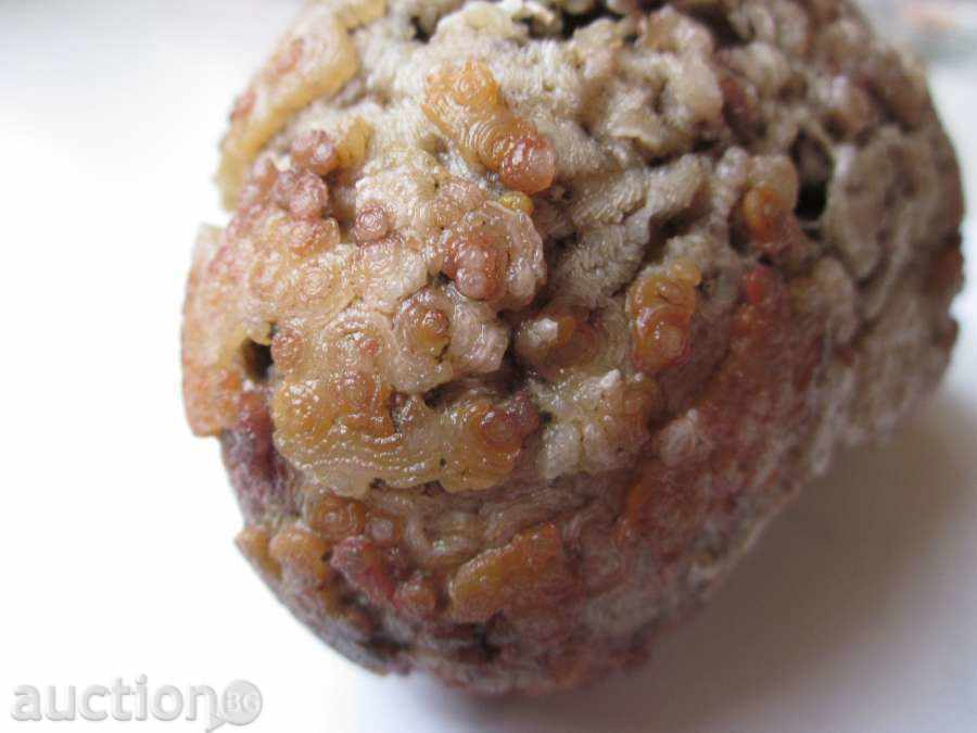 FOSSIL -23 with price 10.00 BGN | € 5.11 FOSSIL -23 with price 10.00 BGN | € 5.11