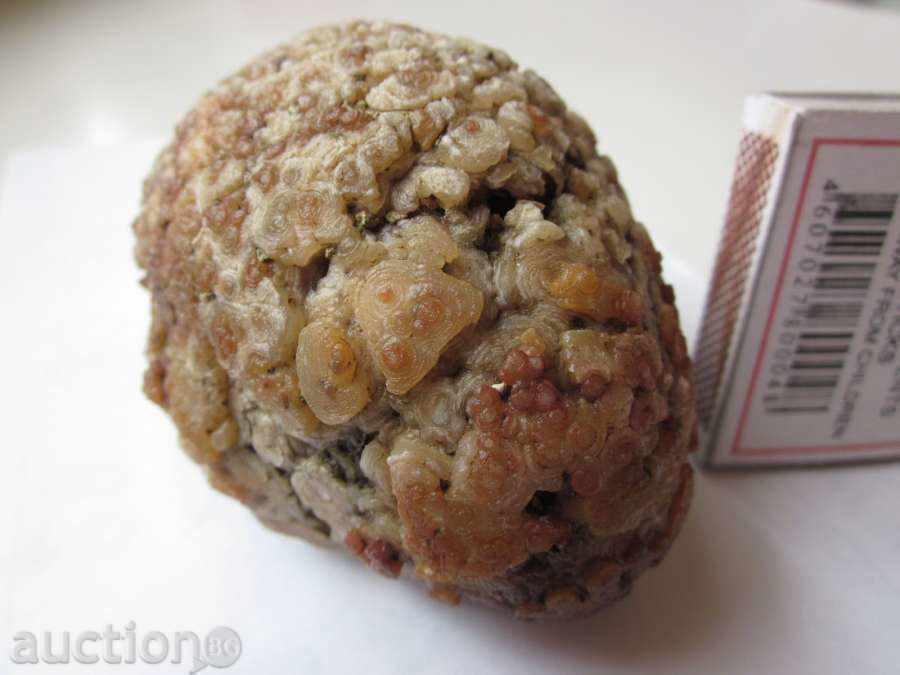 Delivery of FOSSIL -23 Delivery of FOSSIL -23