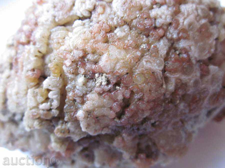 FOSSIL -23 - 5 FOSSIL -23 - 5