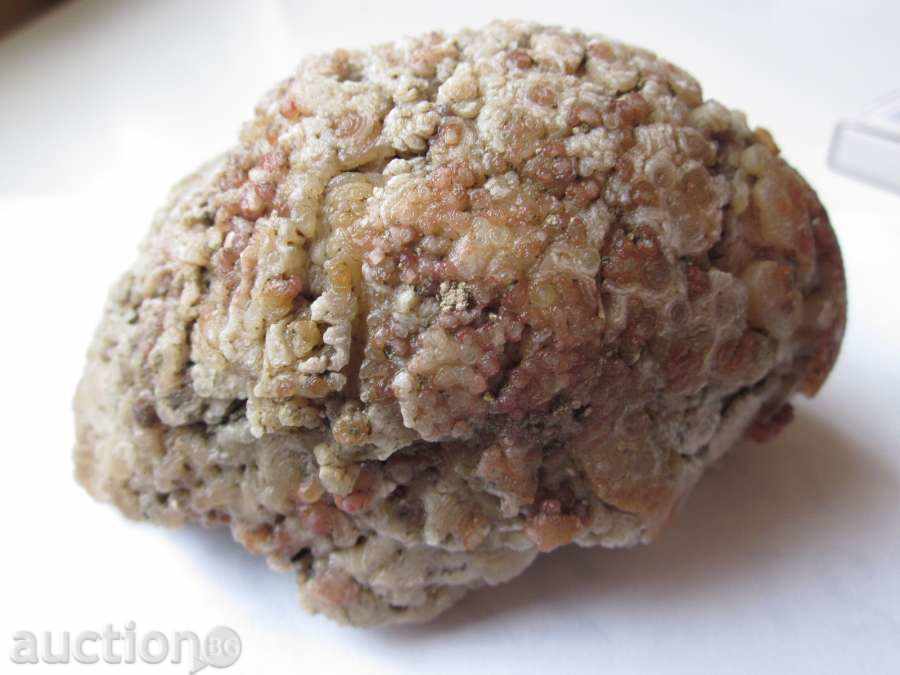 FOSSIL -23 - 6 FOSSIL -23 - 6