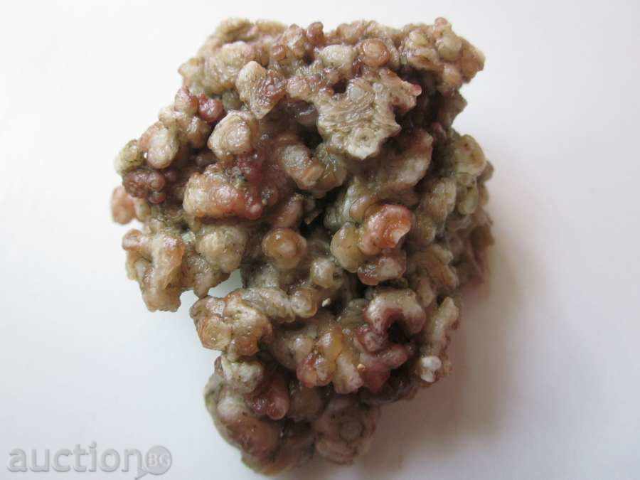 Very beautiful-Fossil! with price 10.00 BGN | € 5.11 Very beautiful-Fossil! with price 10.00 BGN | € 5.11