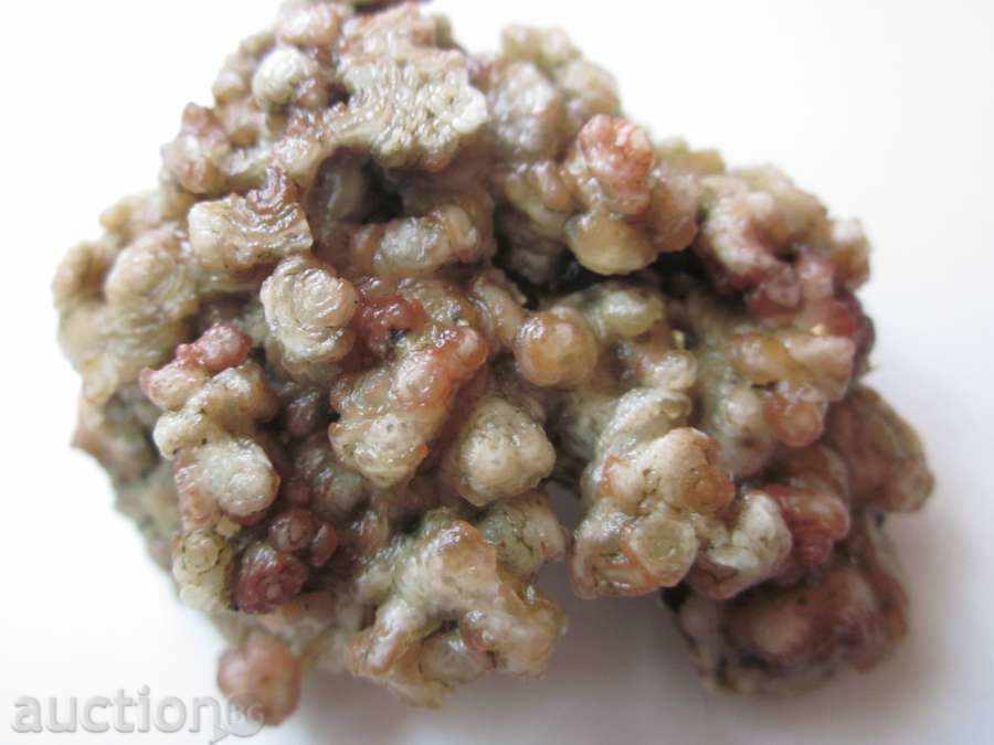 Auction Very beautiful-Fossil! Auction Very beautiful-Fossil!