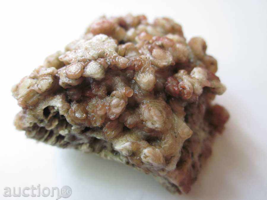 Delivery of Very beautiful-Fossil! Delivery of Very beautiful-Fossil!