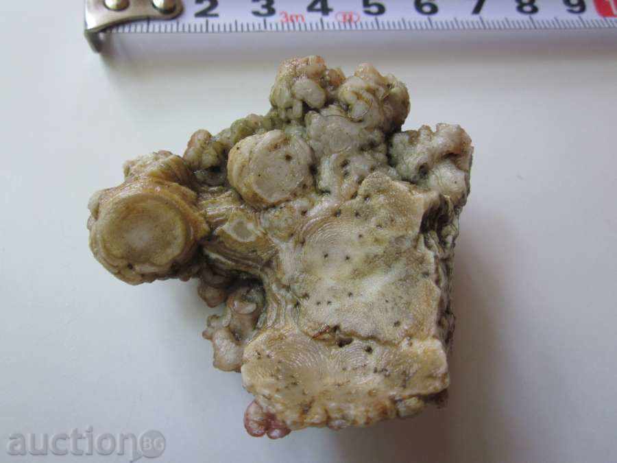 Very beautiful-Fossil! - 5 Very beautiful-Fossil! - 5