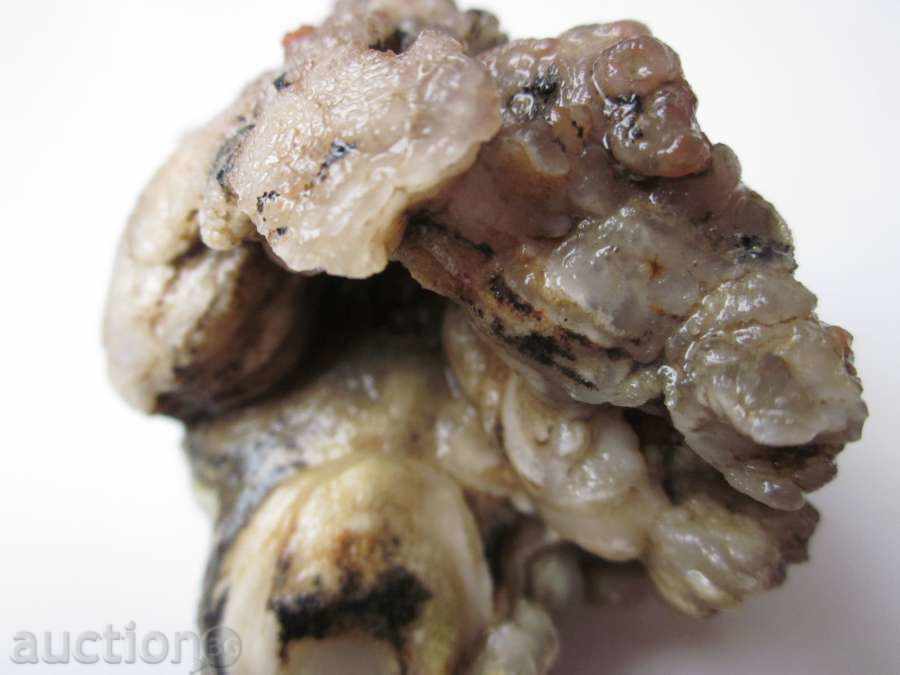 FOSIL-9 with price 10.00 BGN | € 5.11