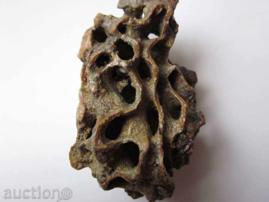 FOSIL -19 with price 10.00 BGN | € 5.11