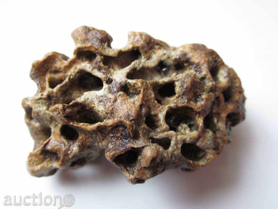 Delivery of FOSIL -19