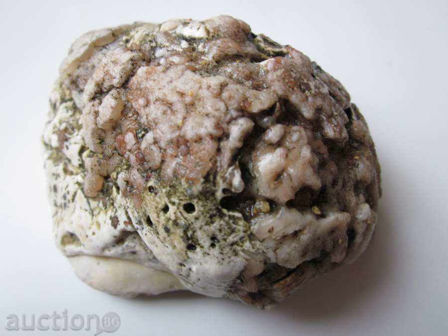 ФОСИЛ -2 с цена 10.00 лв. | € 5.11 ФОСИЛ -2 с цена 10.00 лв. | € 5.11