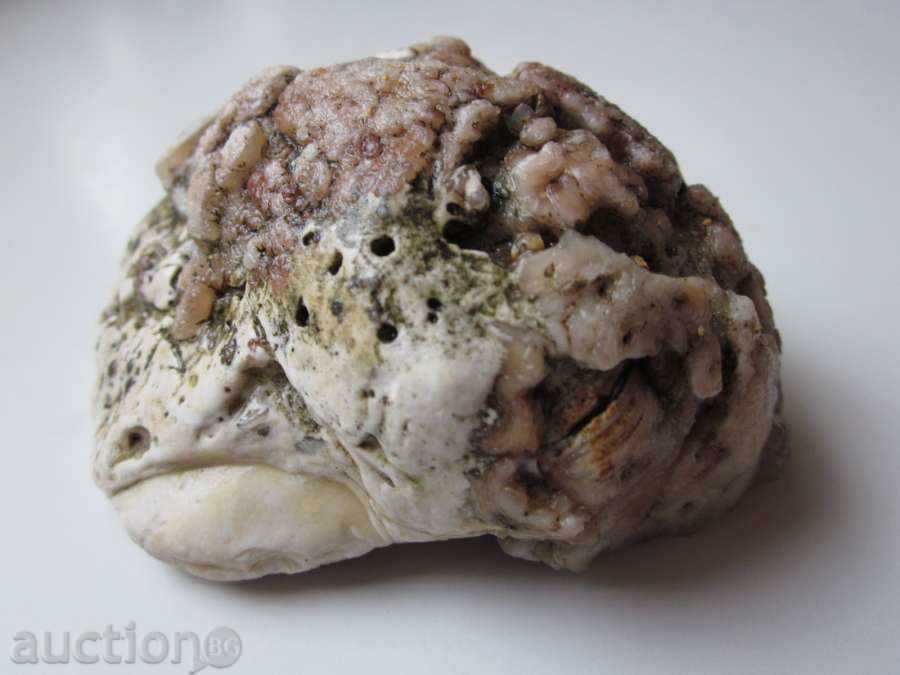 Аукцион ФОСИЛ -2 Аукцион ФОСИЛ -2