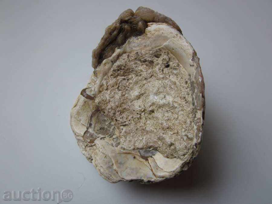 ФОСИЛ -2 - 5 ФОСИЛ -2 - 5