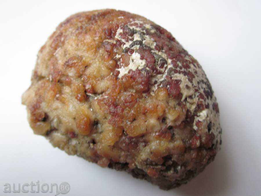 απολιθώματα -3 με τιμή 10.00 BGN | € 5.11