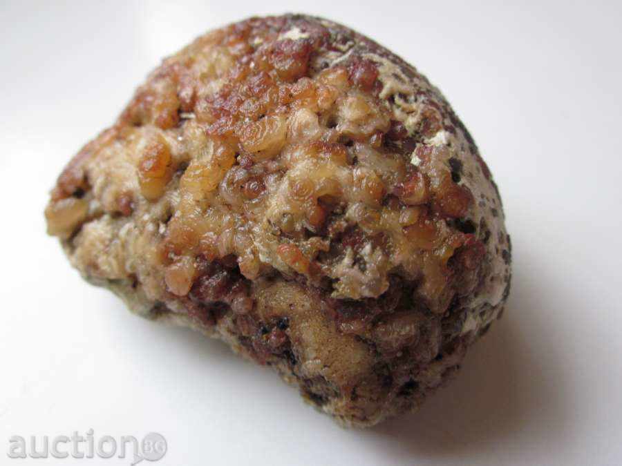 Δημοπρασία απολιθώματα -3