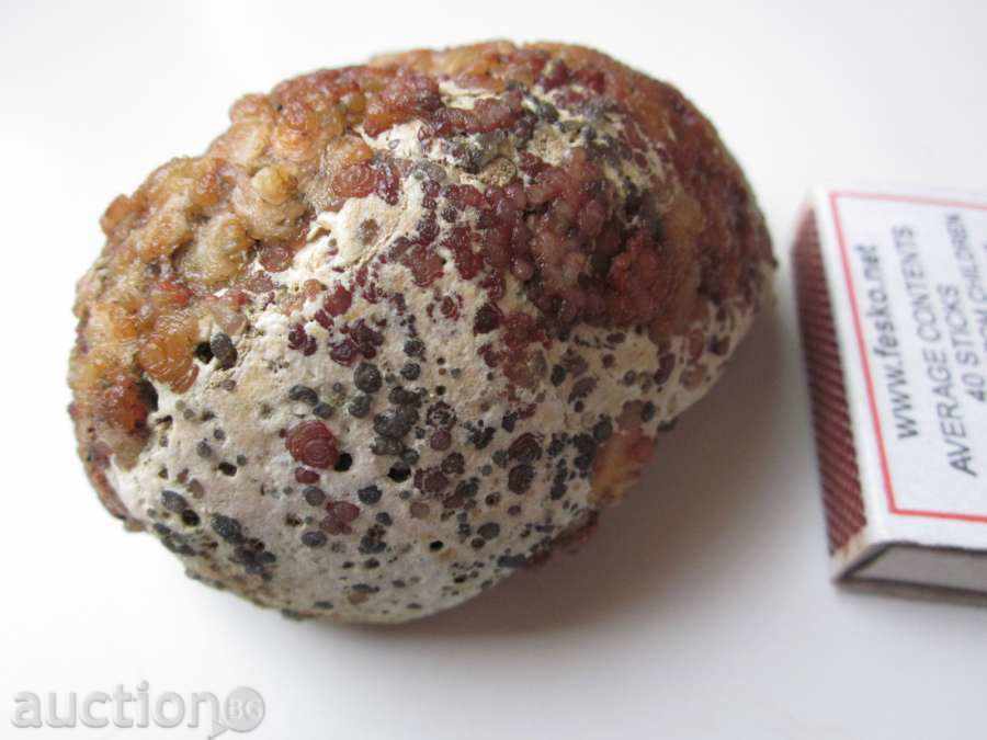 Παράδοση απολιθώματα -3