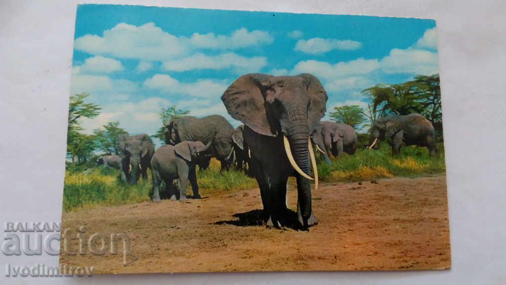 Αφίσα Αφρικής ελέφαντα αγέλη