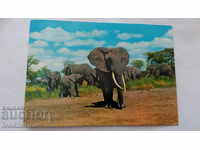 Postcard Africa Elephant herd