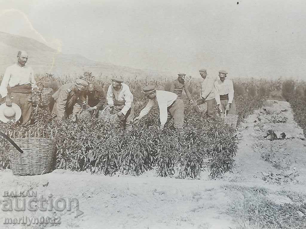 Auction Military Photo Photography Portrait WW1 WWI Auction Military Photo Photography Portrait WW1 WWI
