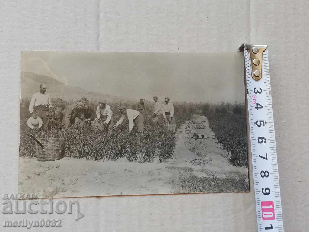 Military Photo Photography Portrait WW1 WWI - 5 Military Photo Photography Portrait WW1 WWI - 5