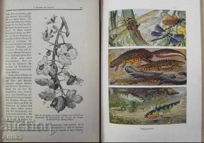 Auction 1930 Book Biology Germany Auction 1930 Book Biology Germany