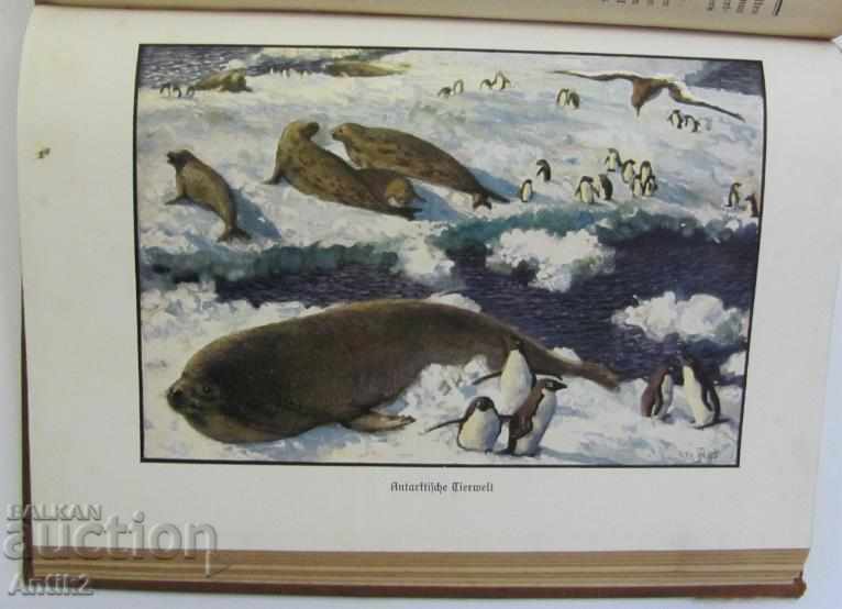 1930 Book Biology Germany - 5 1930 Book Biology Germany - 5