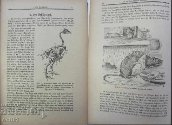 1930 Book Biology Germany - 6 1930 Book Biology Germany - 6