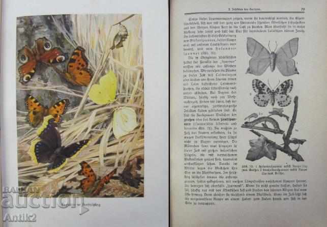 1930 Book Biology Germany - 7 1930 Book Biology Germany - 7