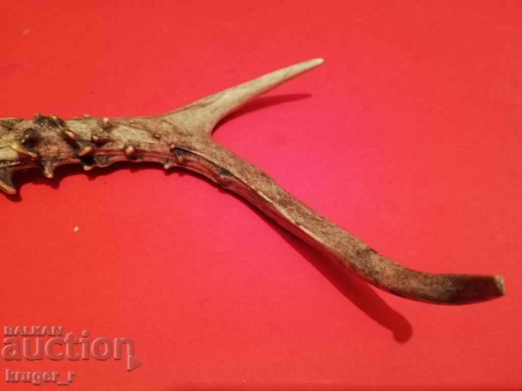 Licitație Corn de căprior Licitație Corn de căprior