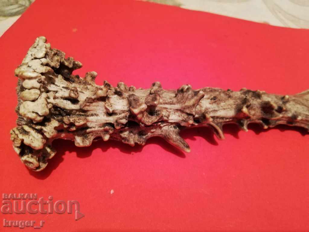 Livrarea Corn de căprior Livrarea Corn de căprior