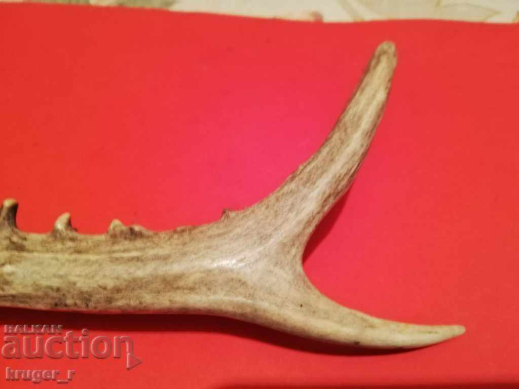 Corn de căprior - 6 Corn de căprior - 6