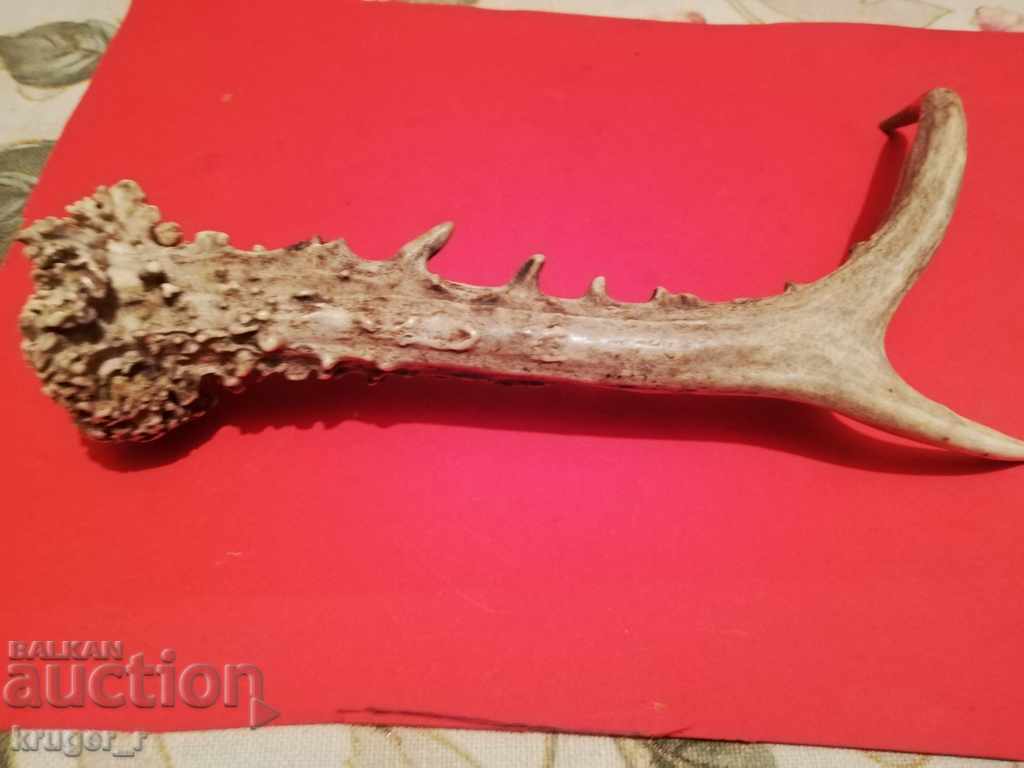 Corn de căprior - 7 Corn de căprior - 7