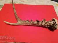 Roe deer horn