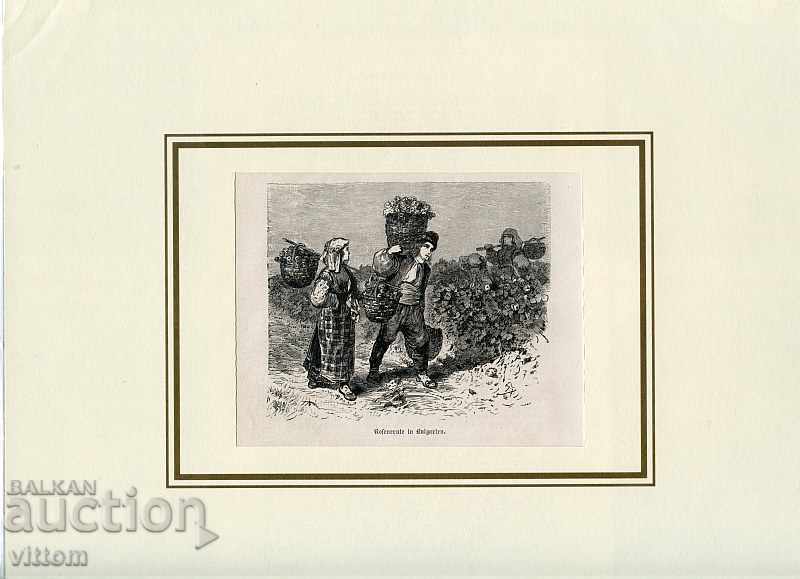 Roseberry roses ethnography Bulgaria engraving 19th century with price 30.00 BGN | € 15.34