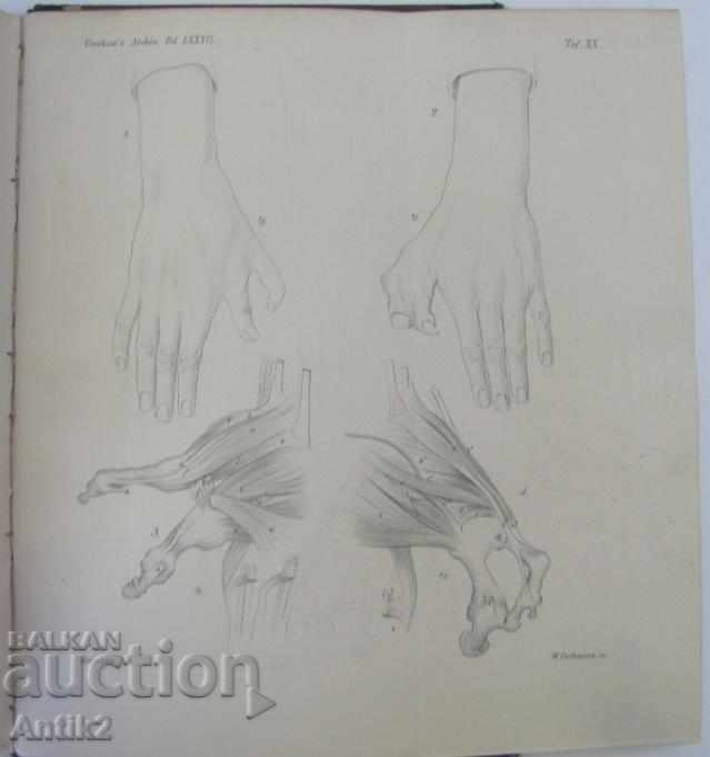 Auction 1881 Anatomy Medical Book Germany Auction 1881 Anatomy Medical Book Germany