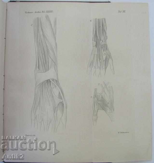 Delivery of 1881 Anatomy Medical Book Germany Delivery of 1881 Anatomy Medical Book Germany