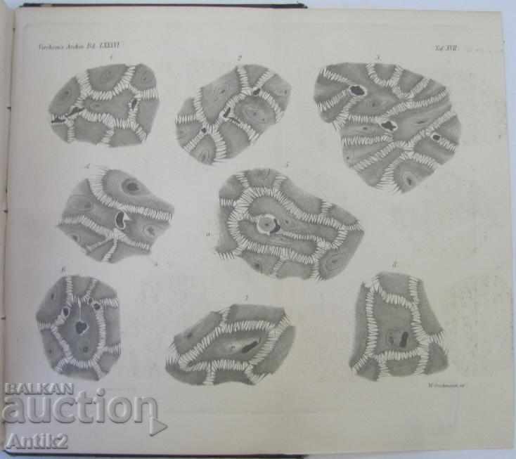 1881 Anatomy Medical Book Germany - 5 1881 Anatomy Medical Book Germany - 5