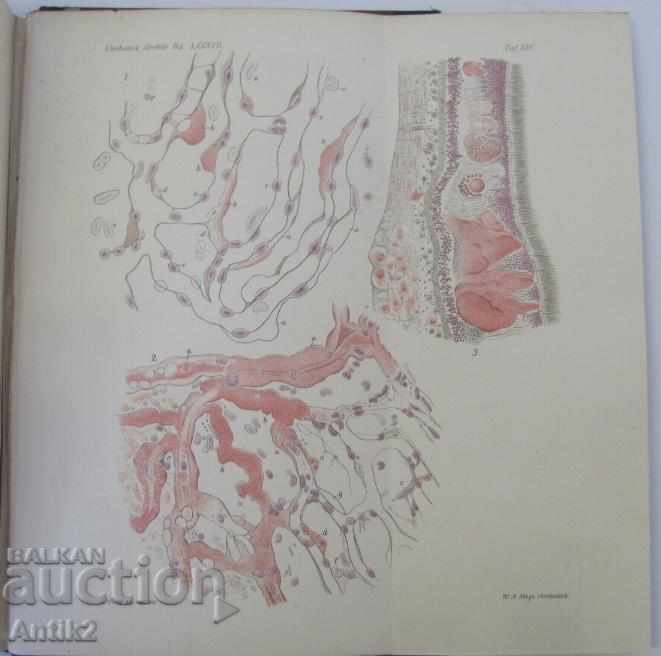 1881 Anatomy Medical Book Germany - 6 1881 Anatomy Medical Book Germany - 6