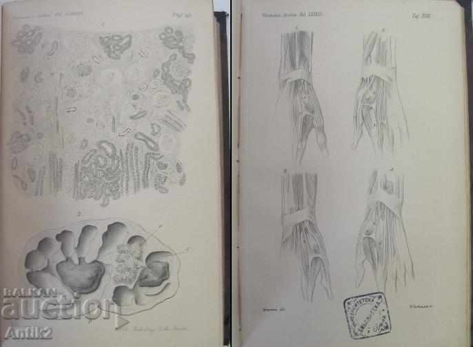 1881 Anatomy Medical Book Germany - 7 1881 Anatomy Medical Book Germany - 7