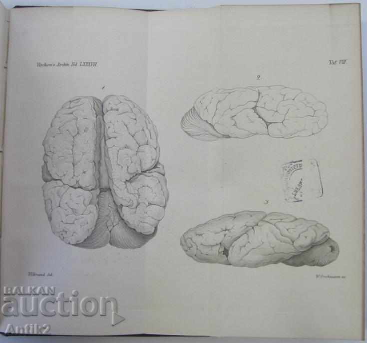Auction 1882 Anatomy Medical Book Germany Auction 1882 Anatomy Medical Book Germany