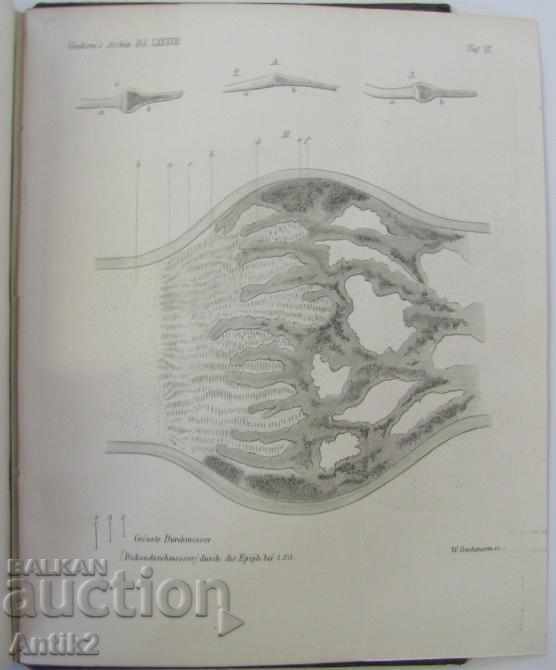 1882 Anatomy Medical Book Germany - 5 1882 Anatomy Medical Book Germany - 5