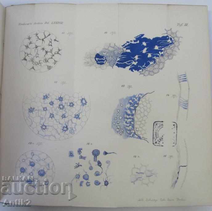 1882 Anatomy Medical Book Germany - 6 1882 Anatomy Medical Book Germany - 6