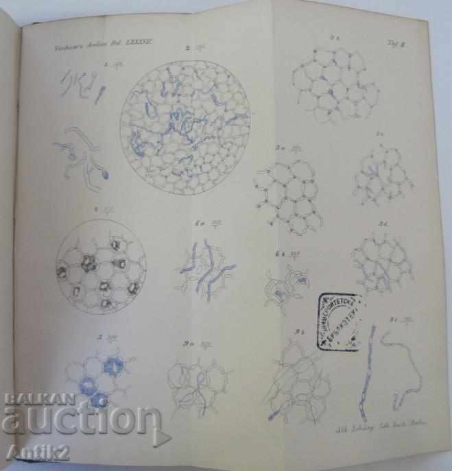 1882 Anatomy Medical Book Germany - 7 1882 Anatomy Medical Book Germany - 7