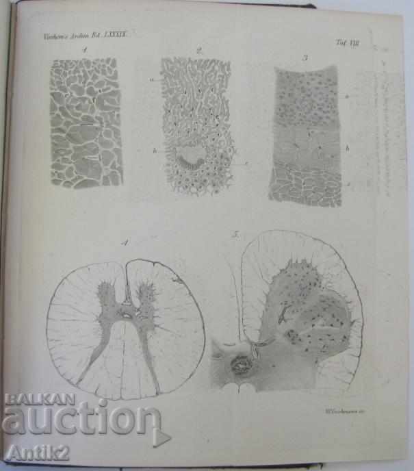 Delivery of 1882 Anatomy Medical Book Germany Delivery of 1882 Anatomy Medical Book Germany